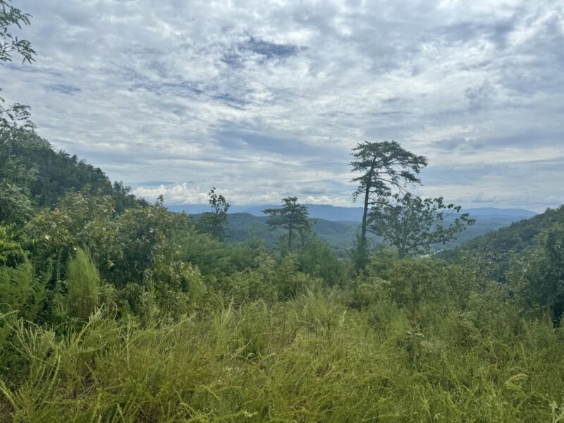 Egg White, Sweet Potato and Smoked Turkey Frittata