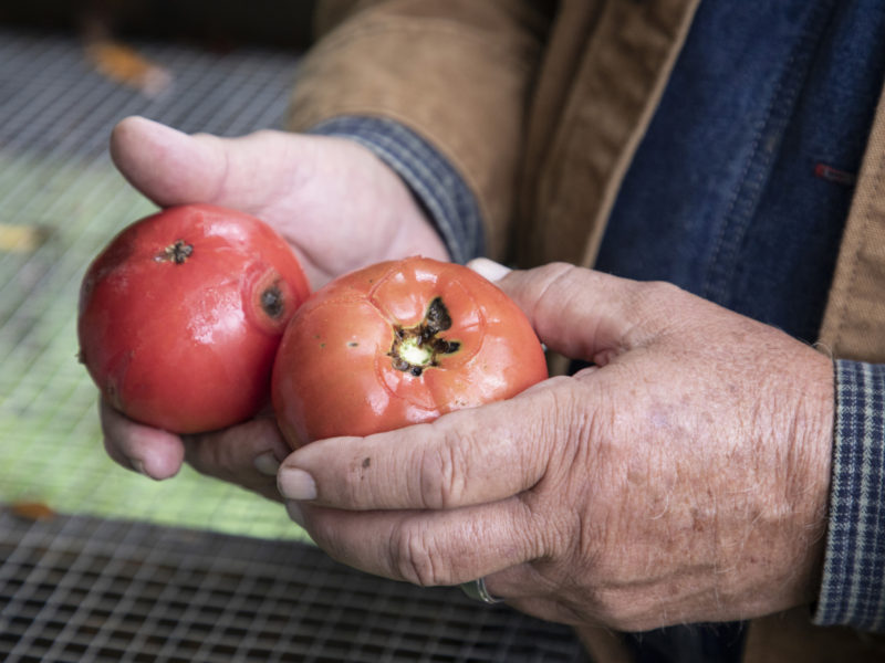 Saving Tomato Seeds