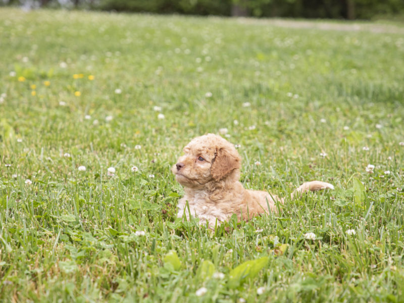 Fun Facts About Lagottos