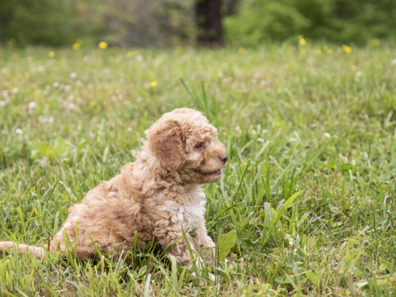 The Top Tricks Every Dog Should Know