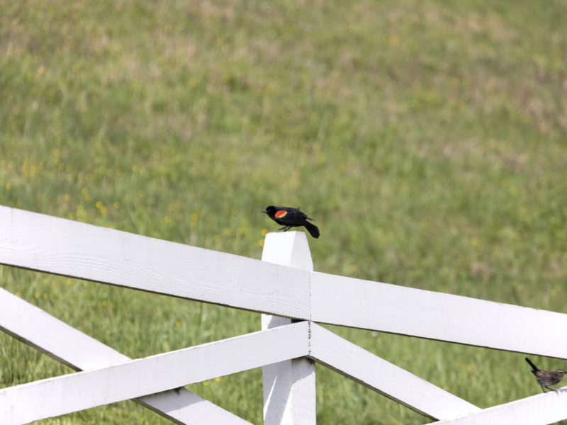 Birdwatching At Home