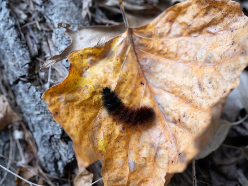 A Woolly Worm Winter