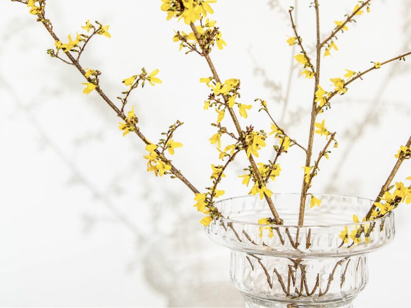Winter Blooms