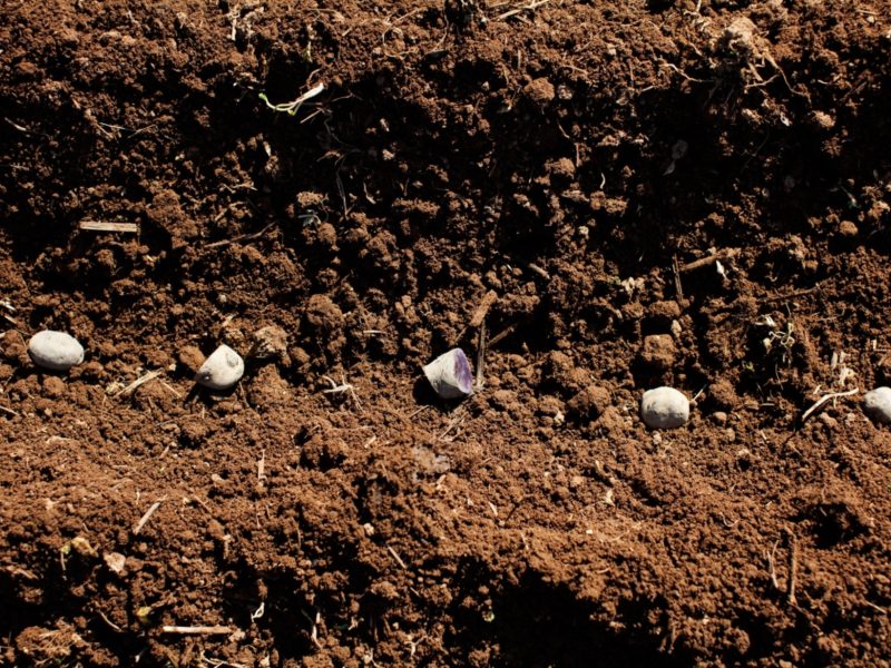 This is the Year to Start a Garden - Part 2 Starting Plants from Seed at Home