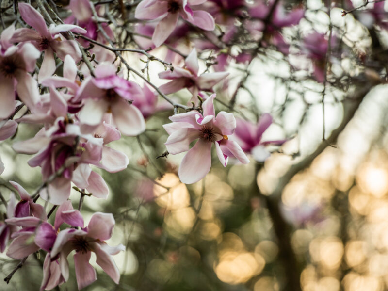 Sensing Spring