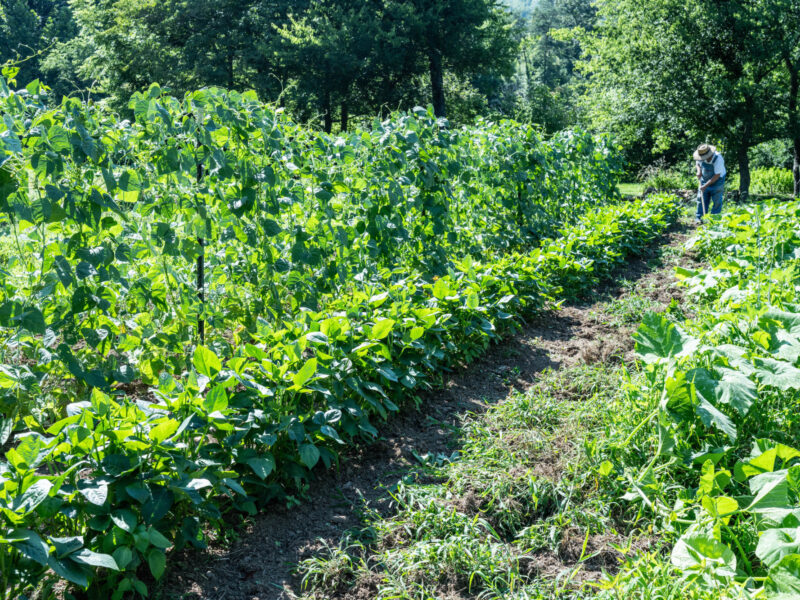 How Does Gardening Feed You?