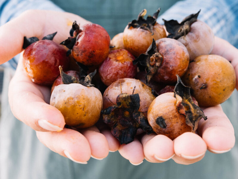 Persimmon Winter Prediction