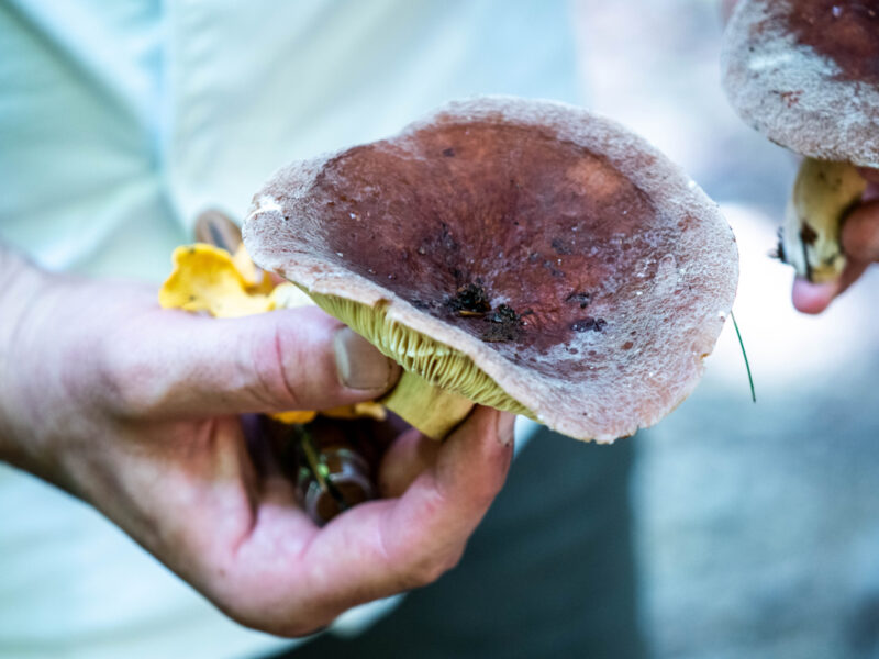 Get Ready for Foraging Season