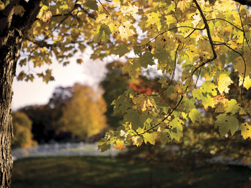 A Window Into Fall