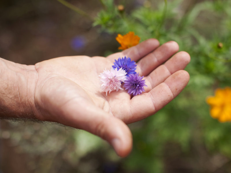 It is Wildflower Hike Season