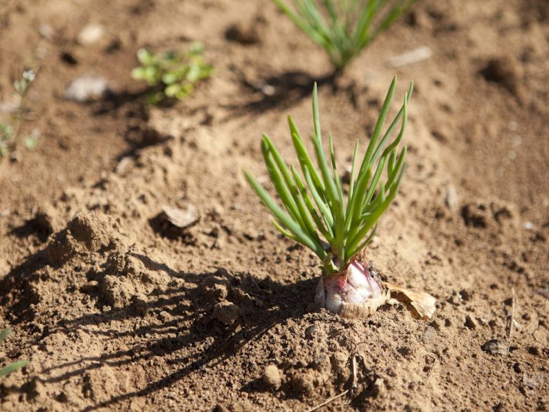 The Cades Cove Garden