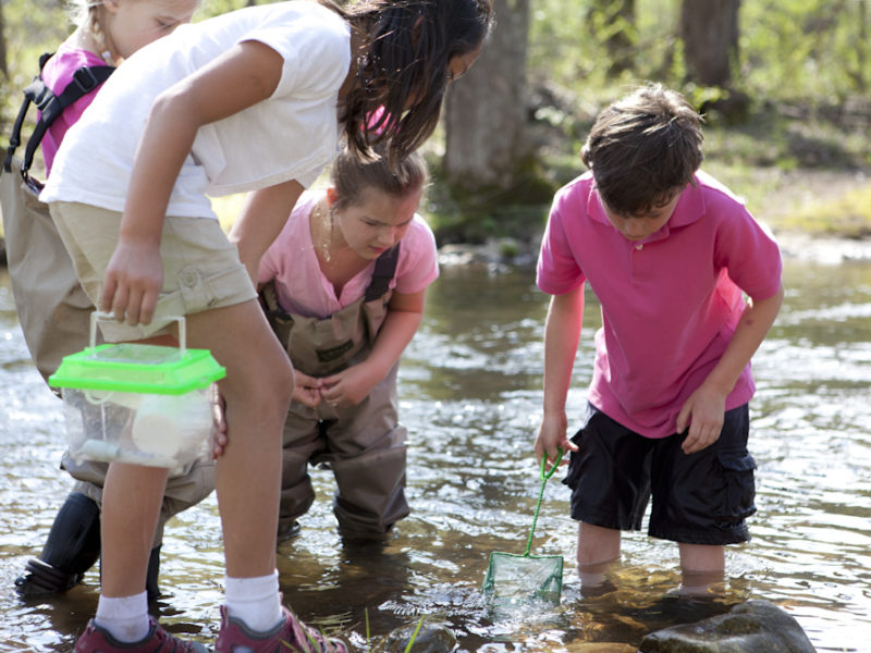 Camp Blackberry Favorites