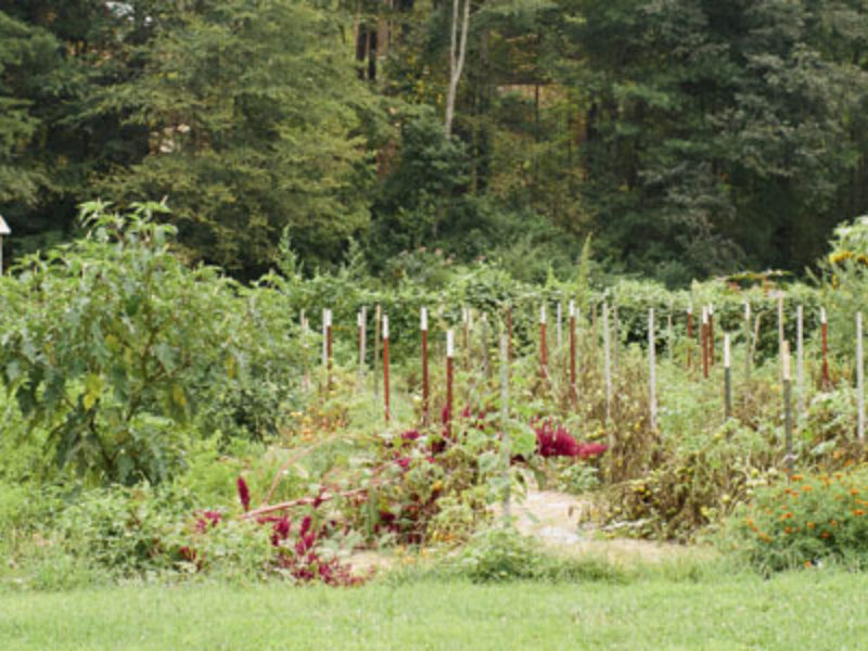 Garden Activities this August!