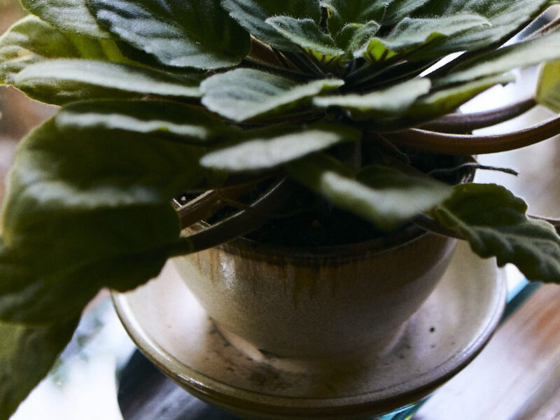 Spring Your Plants to Life