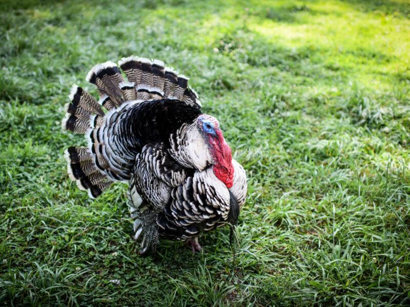 A To-Do About Turkeys