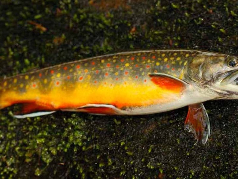 Fly Fishing High on a Mountainside