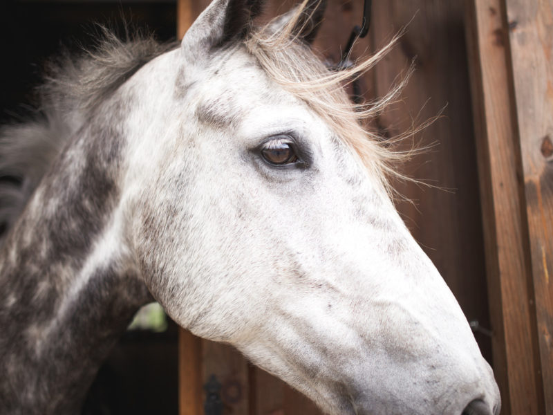 A Season on Horseback