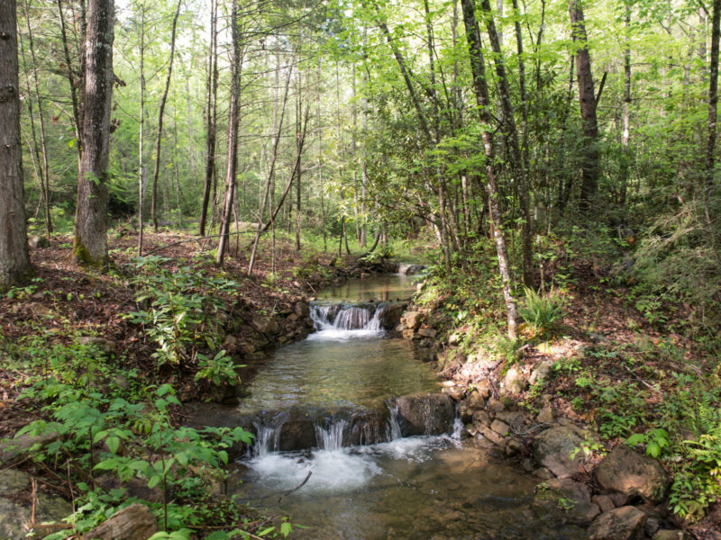 A Deep Healing Woods Meditation