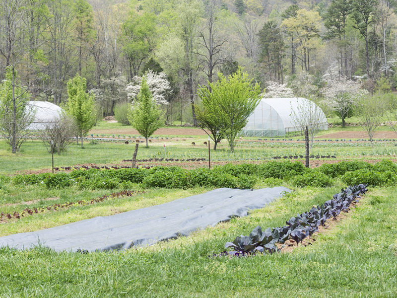 A Spring Month of Discovery in the Garden