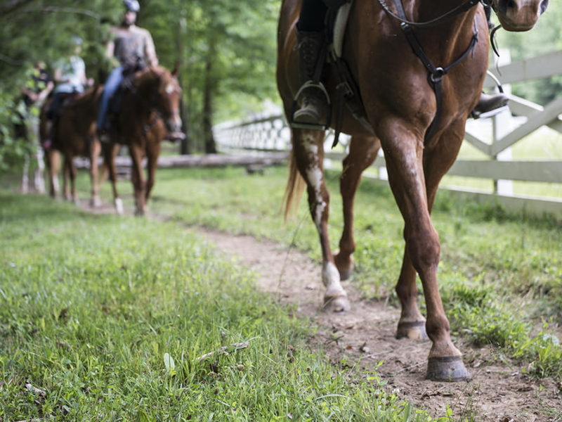 Exploring our Past and the Cove - With Horses!