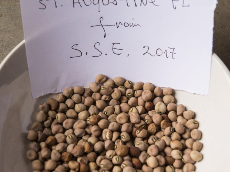 A Close Call - The Maupin Pea