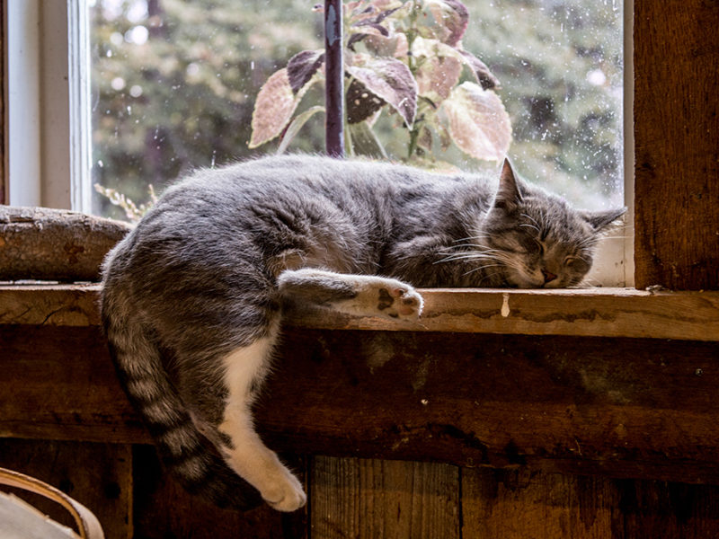 Winter in the Garden Shed