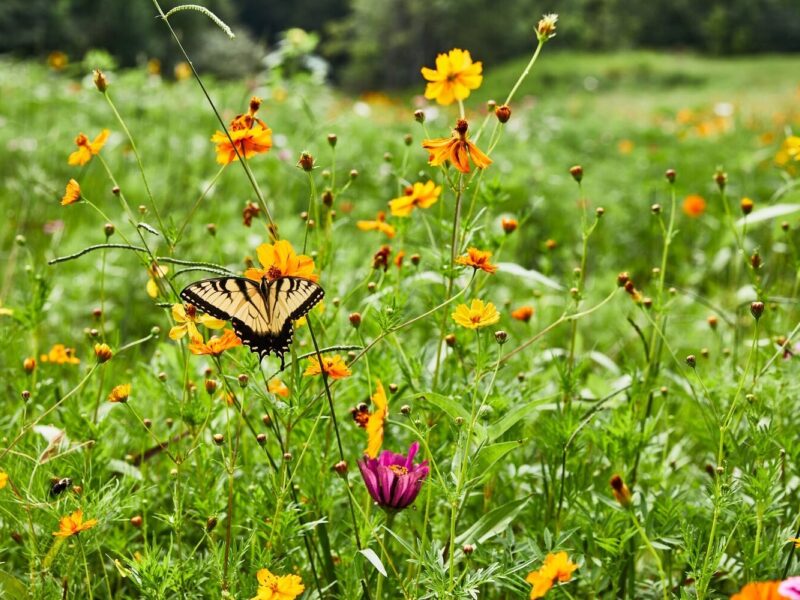 Blackberry Mountain Wildflower Guide