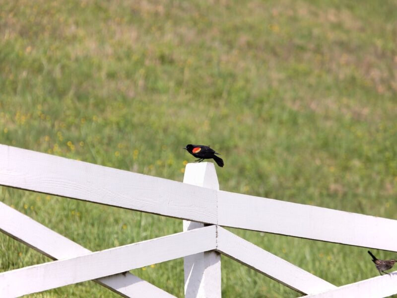 Spring Migration at Blackberry Farm