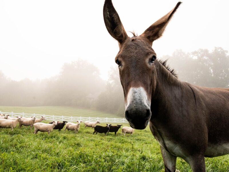 Farm Animal Fun Facts