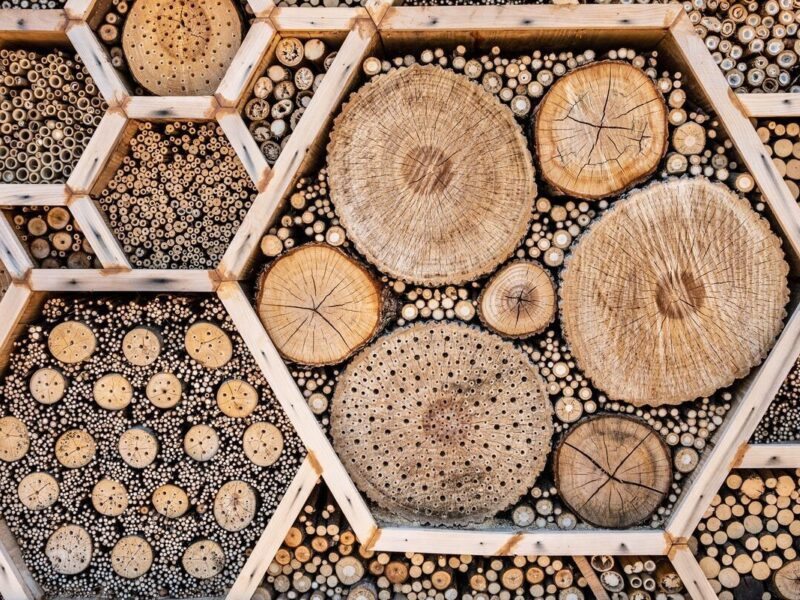 Living at the Pollinator Wall