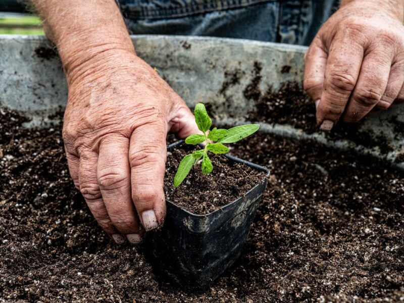 The First Seedlings