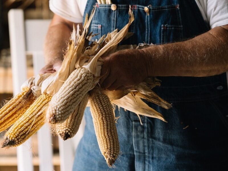 Shoepeg Milling Corn and Kentucky Field Pumpkins