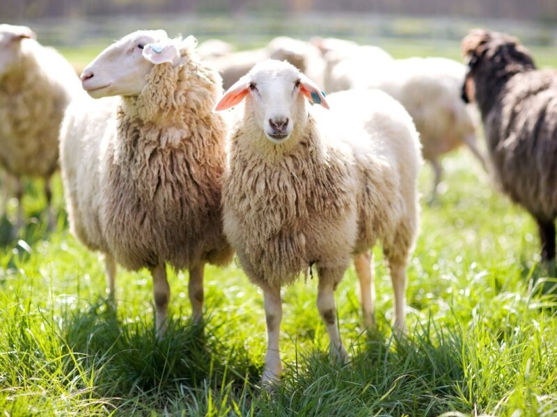 Looking Back: Guard Animals Through the Decades