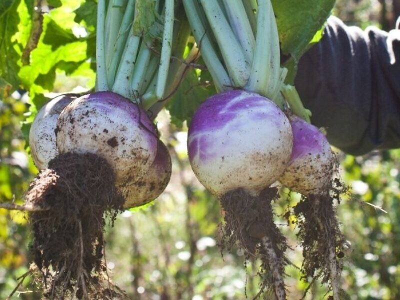 Fall Turnips