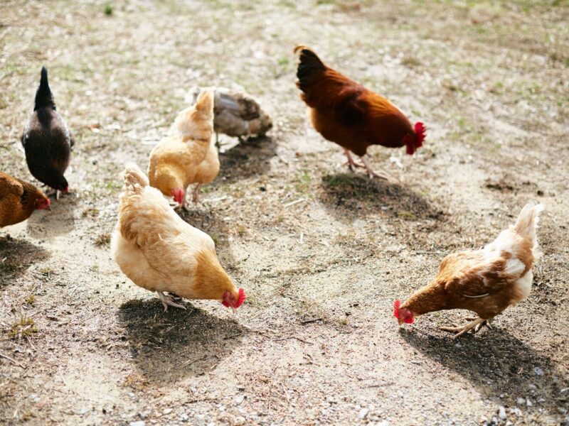 Feathered Friends of the Farmstead