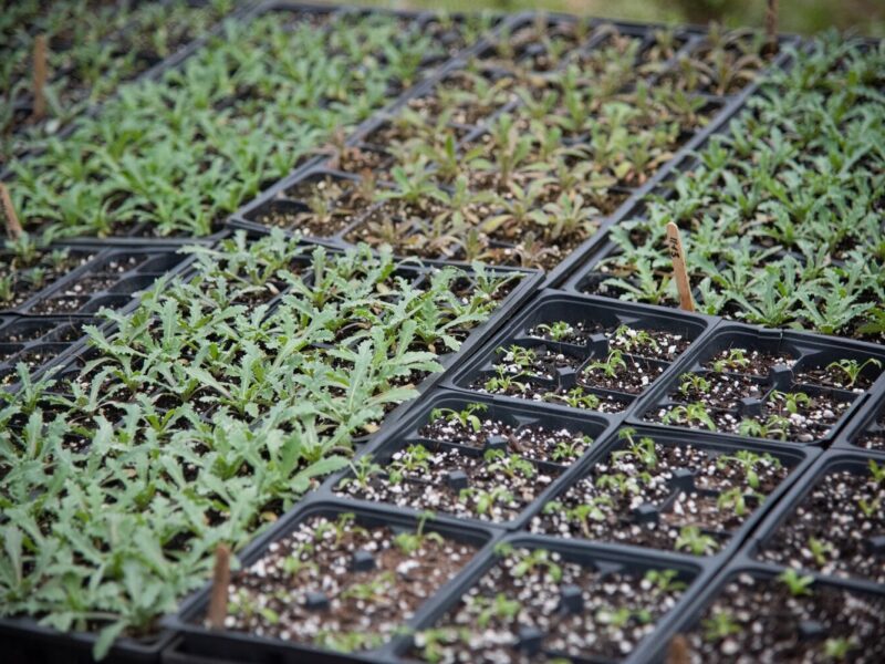 An Introduction to Seed Starting