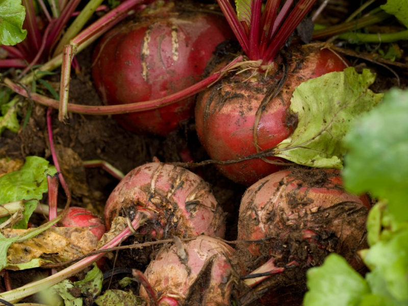 Spring Garlic and Winter Onions