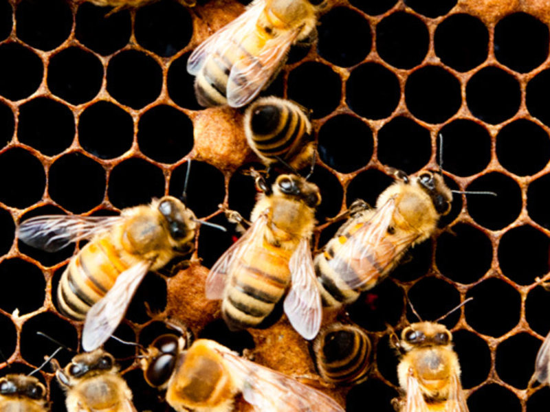 New Bees are Buzzing