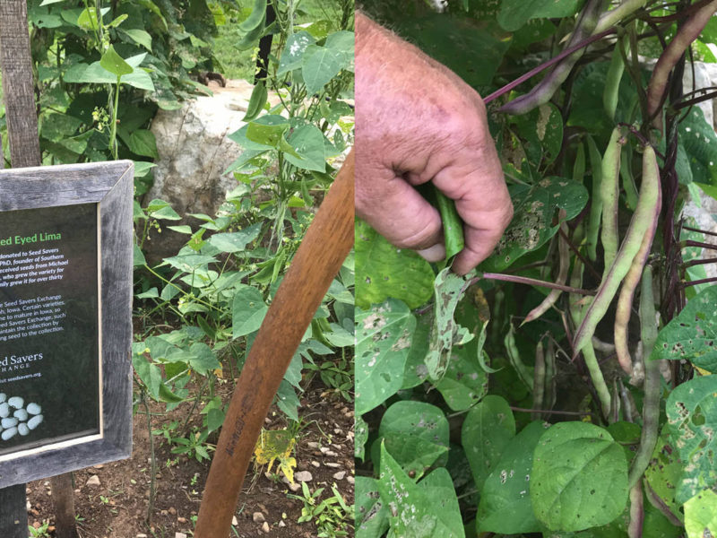 Seed Saving at Blackberry Farm