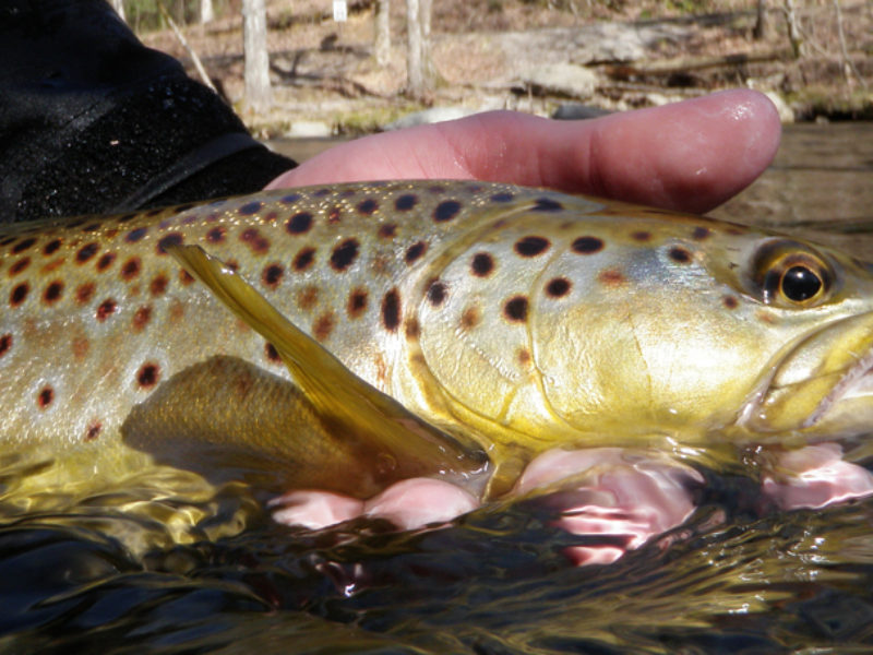 Of Early Spring and Dry Flies