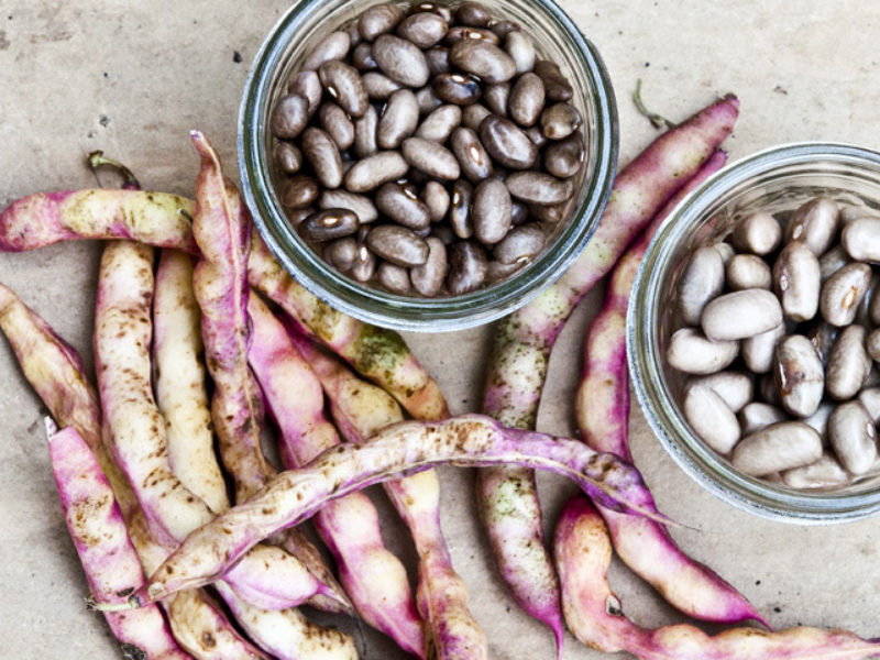 The Coffee Cornfield Bean