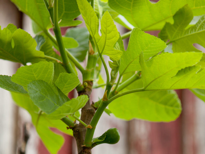 A Litany of Leaves