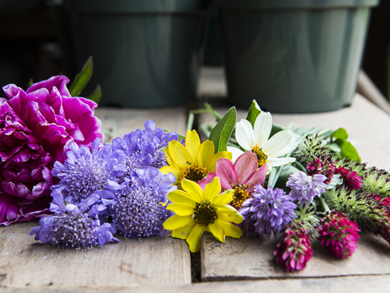 Flowers from the Farm