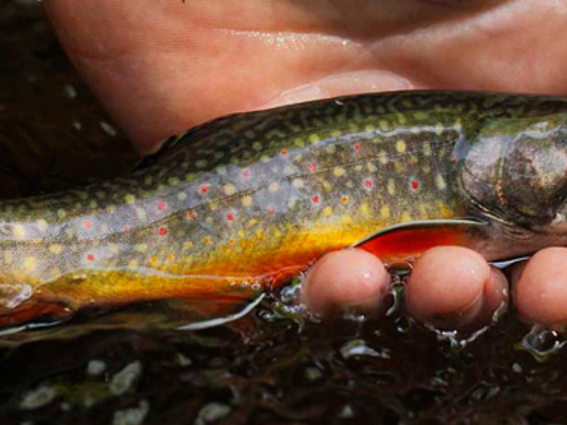 Adjusting Your Angling Perspective