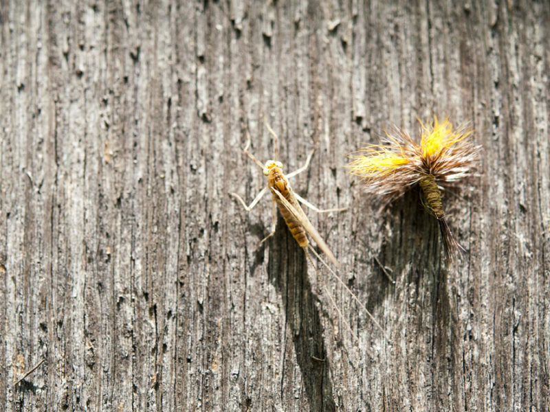 Choosing the Right Bug – Demystifying Entomology