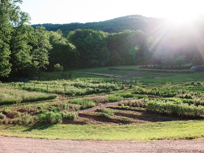 August is Garden Month