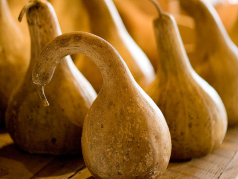We are Never Bored of Gourds
