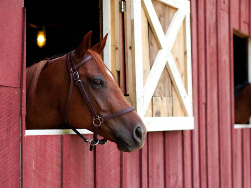 Welcome Change for Horses on the Farm—Let’s Explore