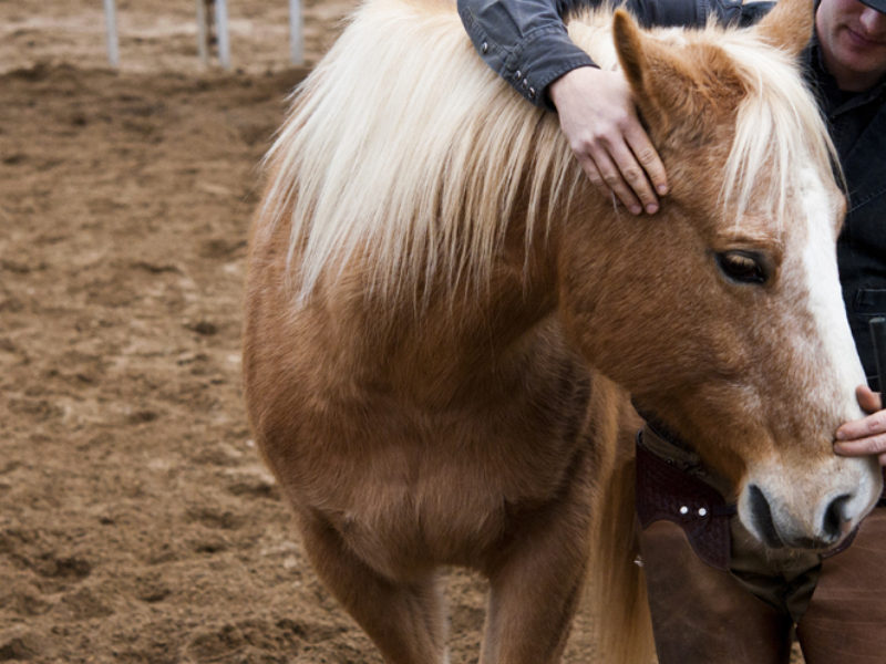 Discover the Essence of the Human Equine Experience