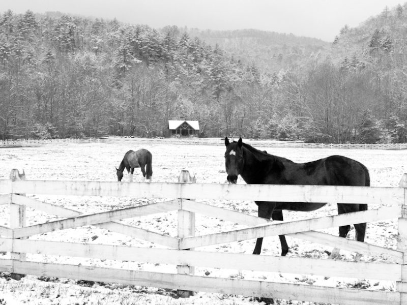 Fuzzy Horses, Clear Days, Hot Chocolate